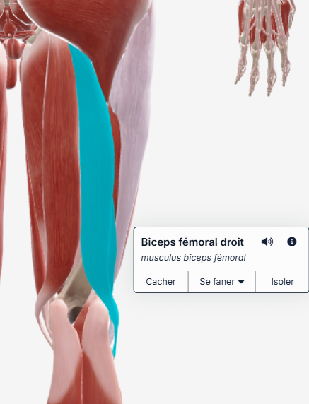 biceps fémoral
