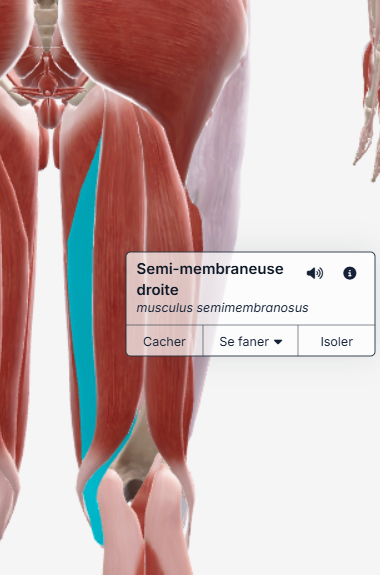 Semi-membraneux