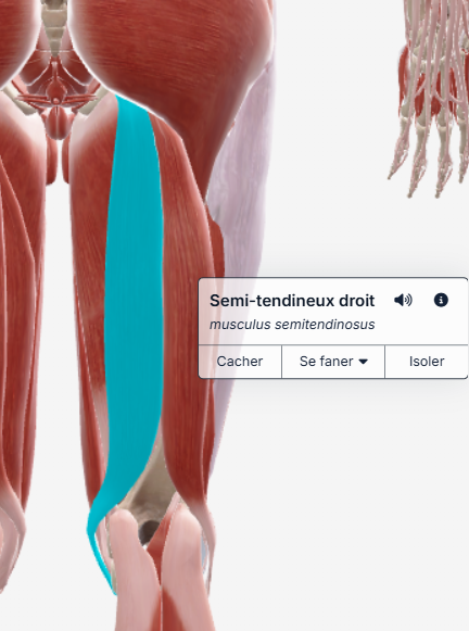 Semi-tendineux