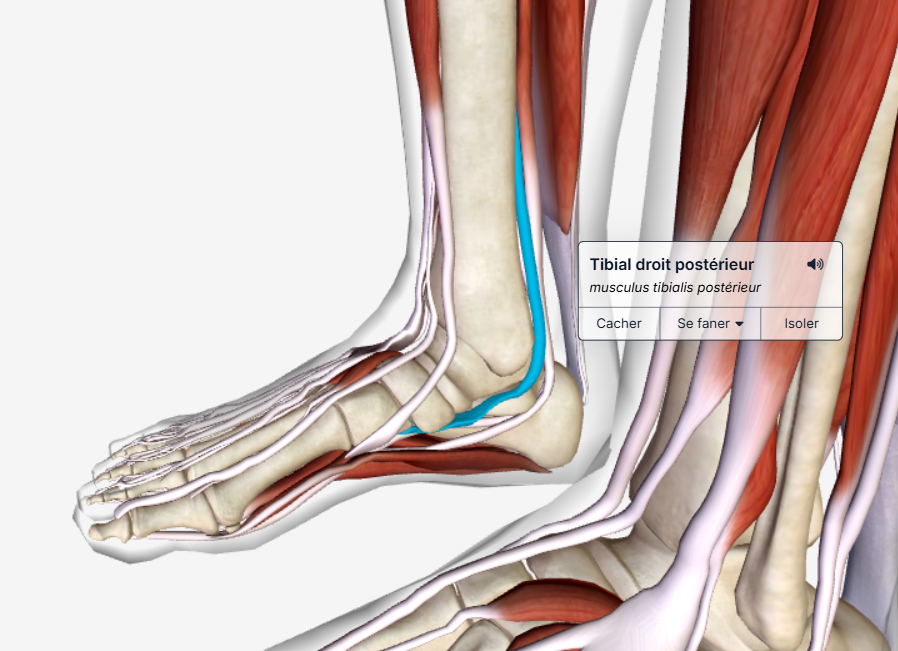 tibial postérieur