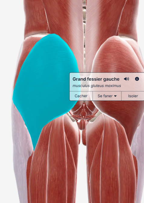 grand fessier gauche