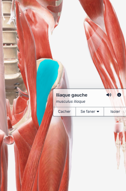 muscle iliaque