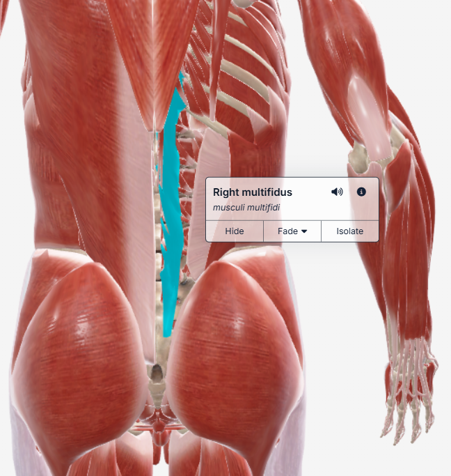 Multifidus
