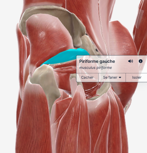 piriforme