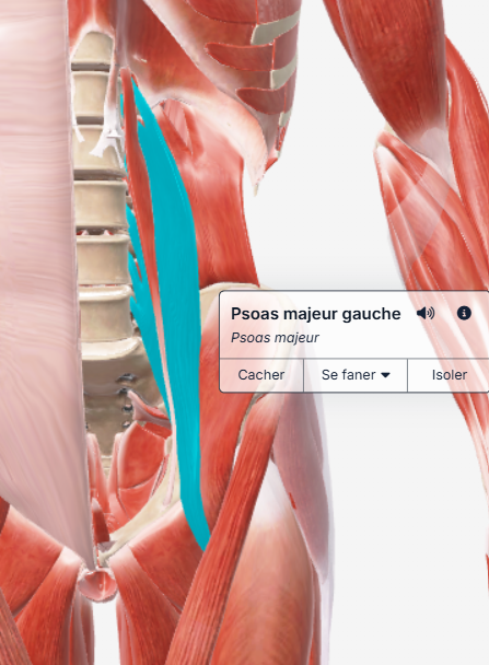 muscle psoas majeur
