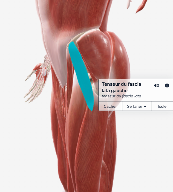 tenseur du fascia lata