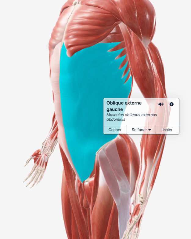 Oblique externe