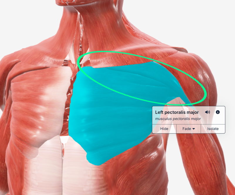 Haut des pectoraux, anatomie et mouvement