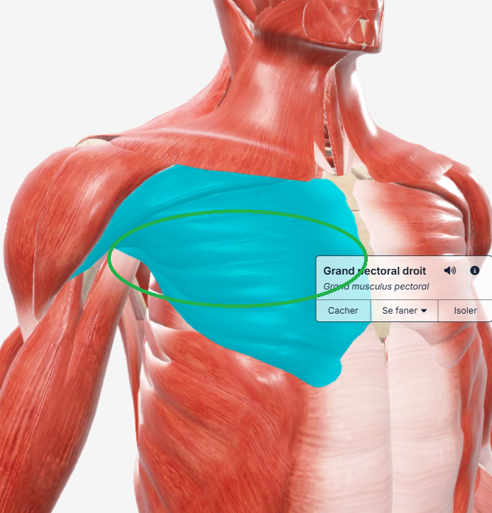 Milieu Grand pectoral droit
