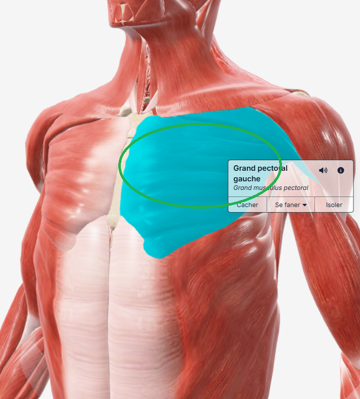 Milieu grand pectoral gauche