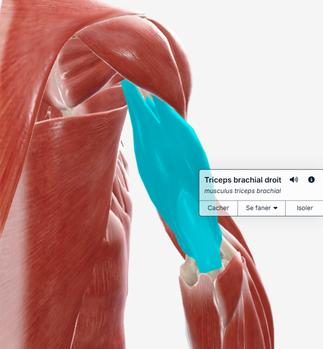Triceps, anatomie et mouvement
