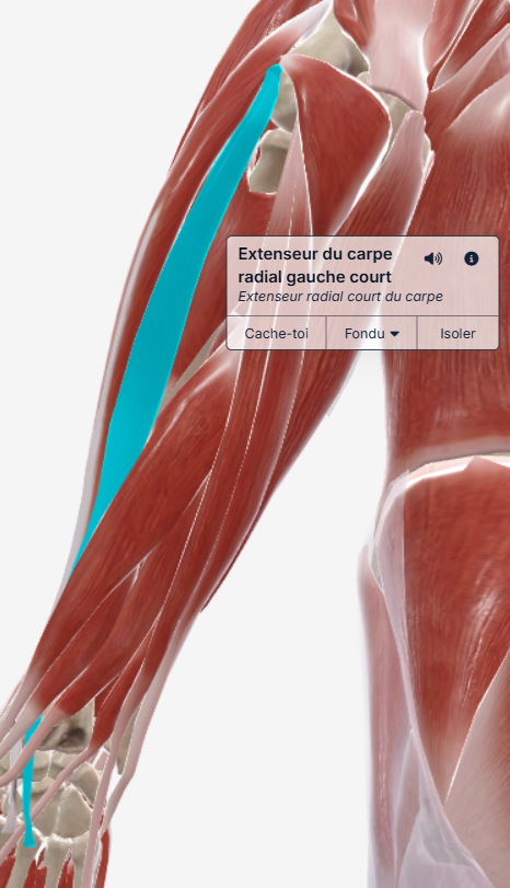 Extenseur court radial du carpe