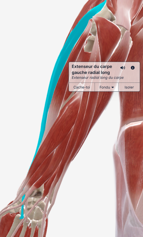 Extenseur long radial du carpe