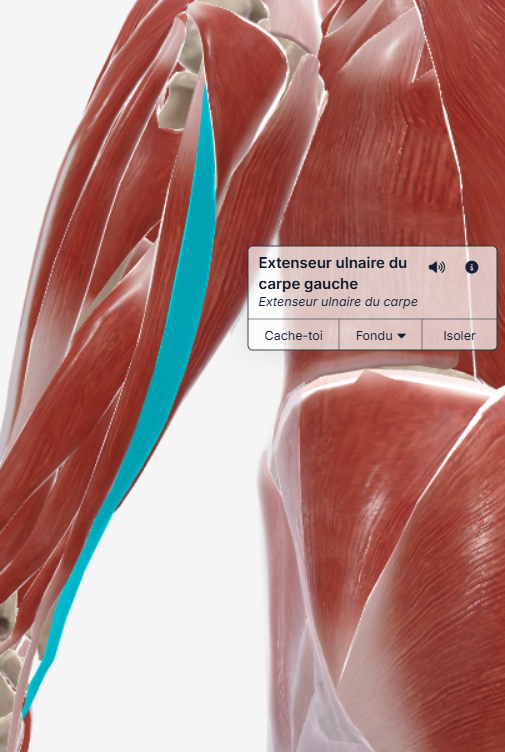 Extenseur ulnaire du carpe