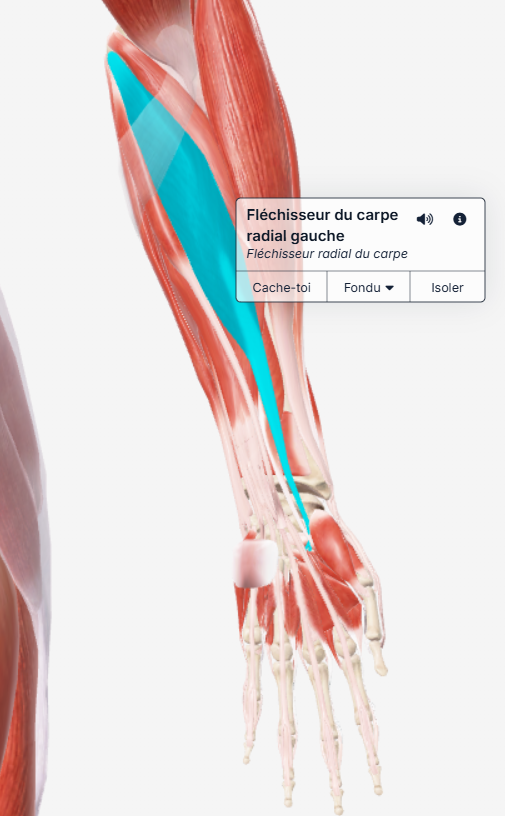 Fléchisseur radial du carpe