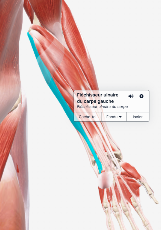 Fléchisseur ulnaire du carpe