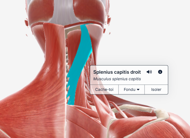 Extenseur du cou, splénius