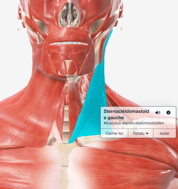 Fléchisseur de la tête, sternocléidomastoïdien